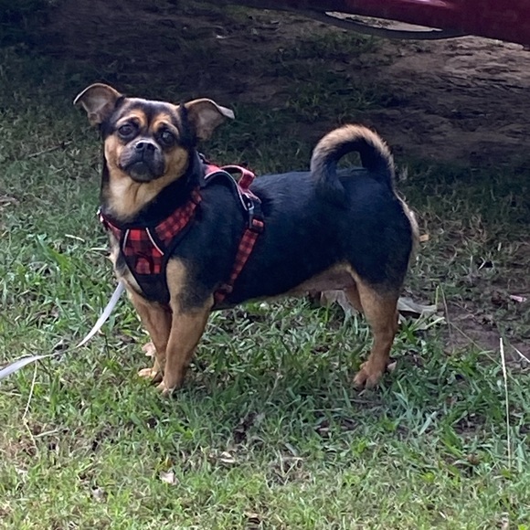 Rachael Cortes - Picture 2 of 7